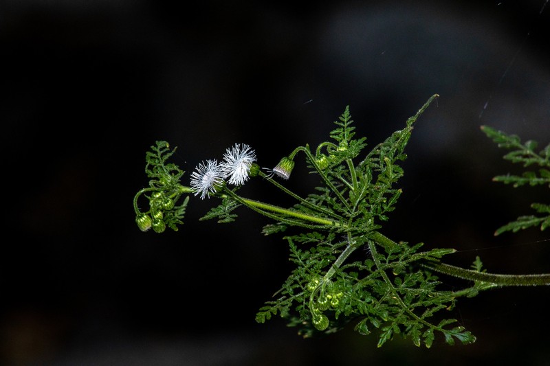 Hofmeisteria dissecta photo 6