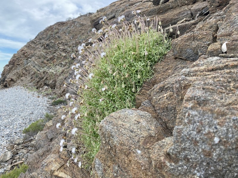 Hofmeisteria fasciculata photo 2