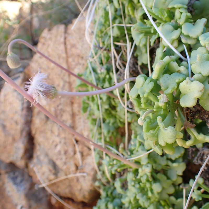 Hofmeisteria fasciculata photo 3