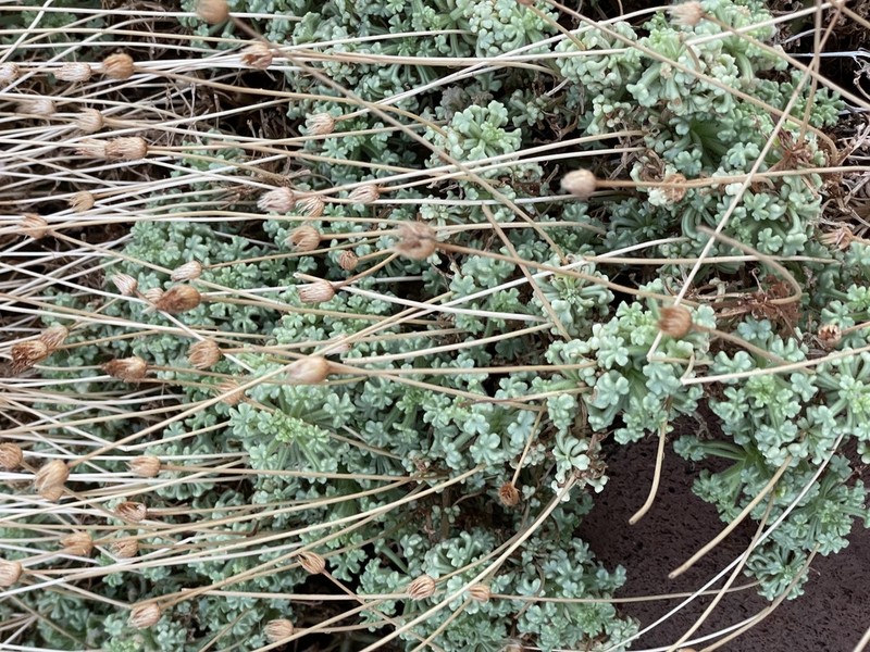 Hofmeisteria fasciculata photo 5