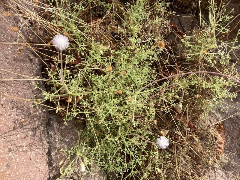 Hofmeisteria fasciculata photo 7