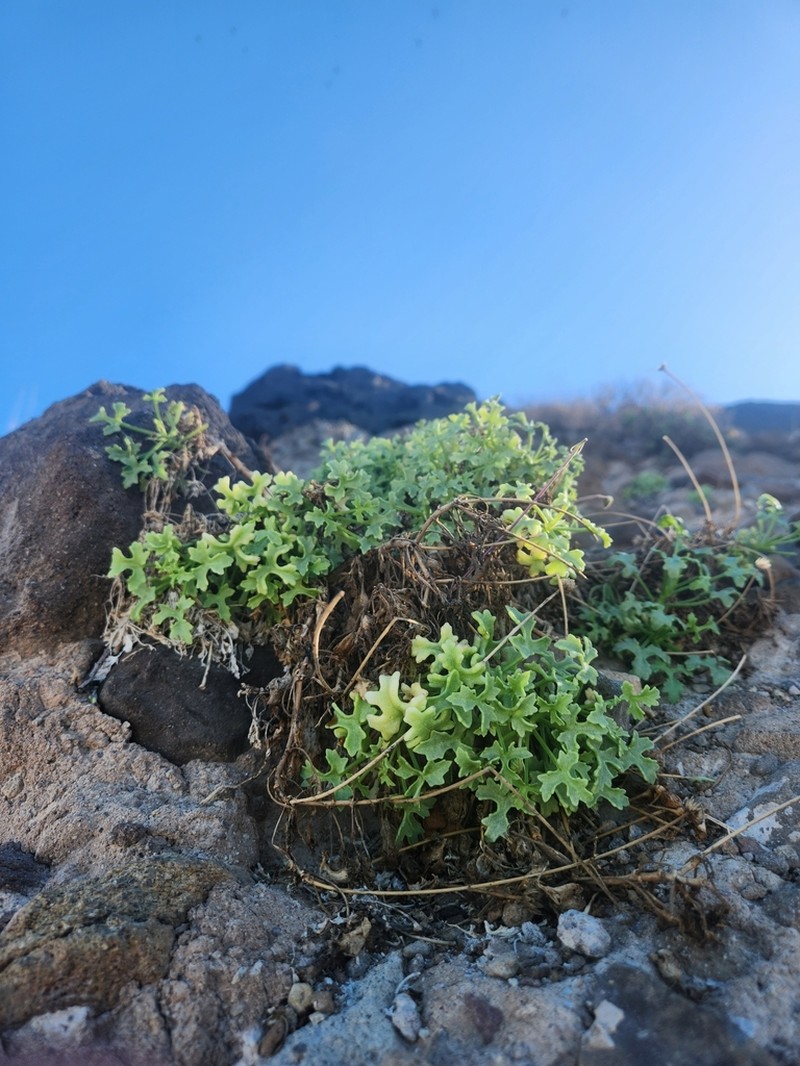 Hofmeisteria fasciculata photo 8