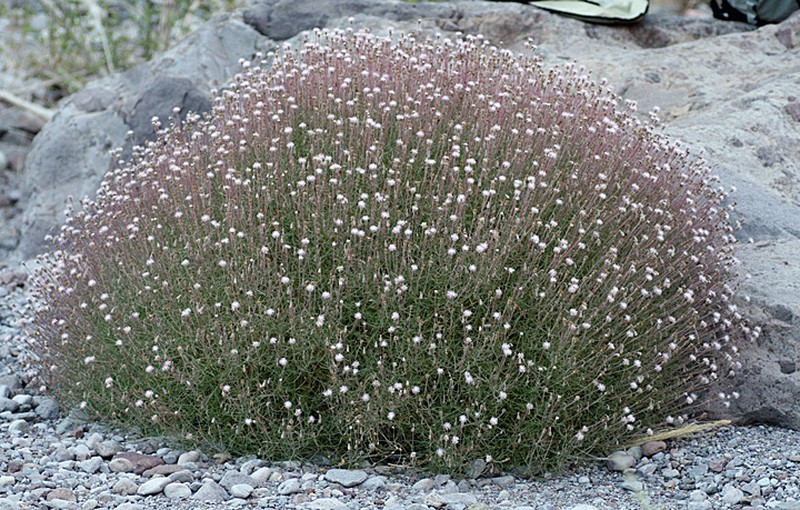 Hofmeisteria filifolia