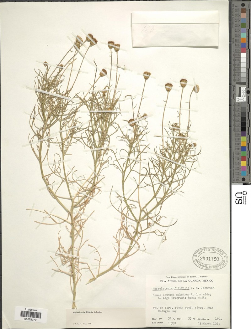 Hofmeisteria filifolia photo 2