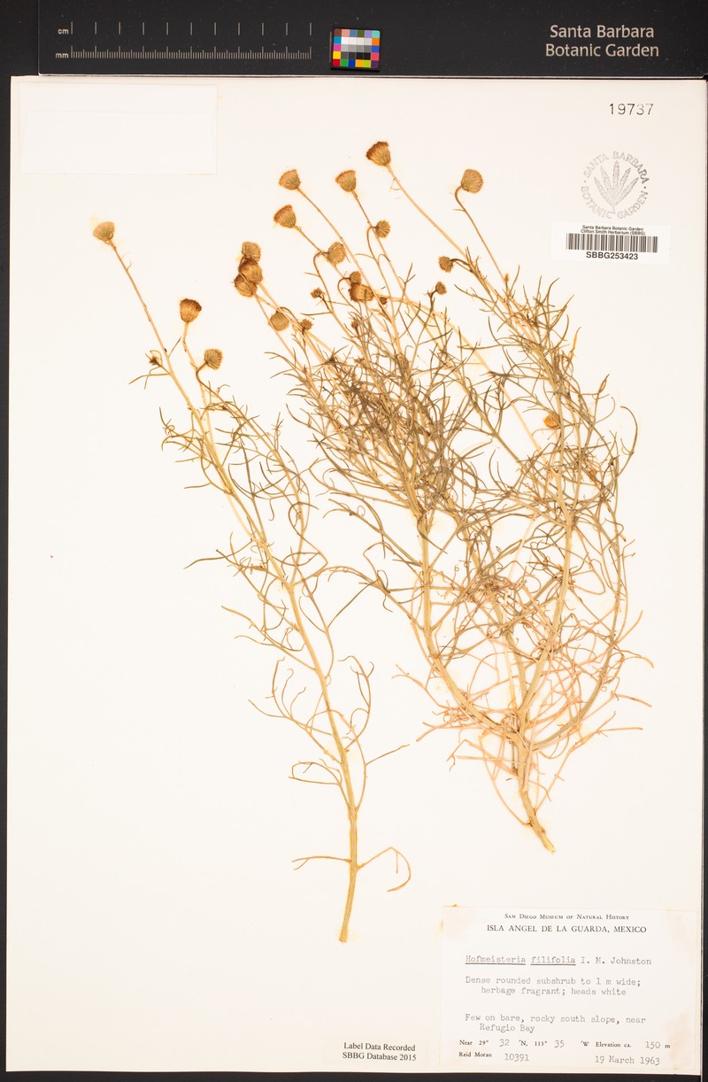 Hofmeisteria filifolia photo 3