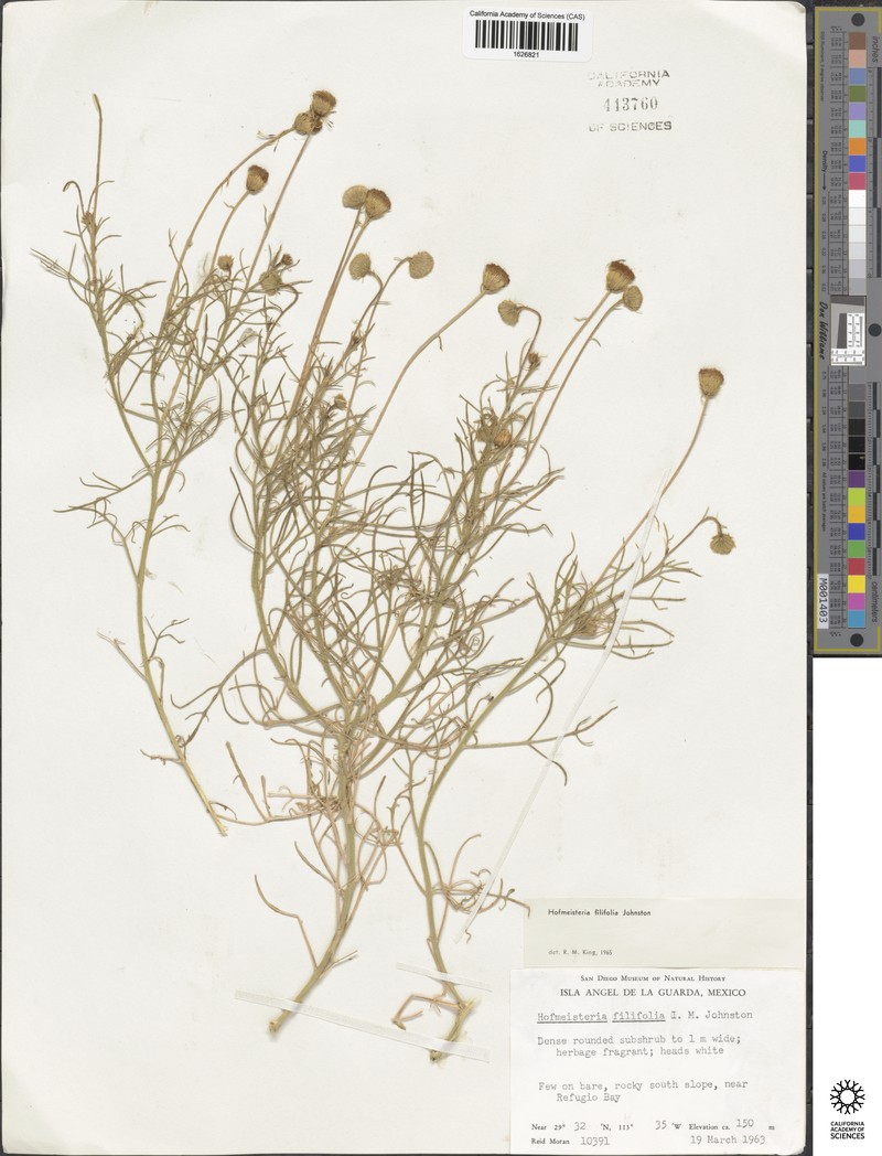 Hofmeisteria filifolia photo 4