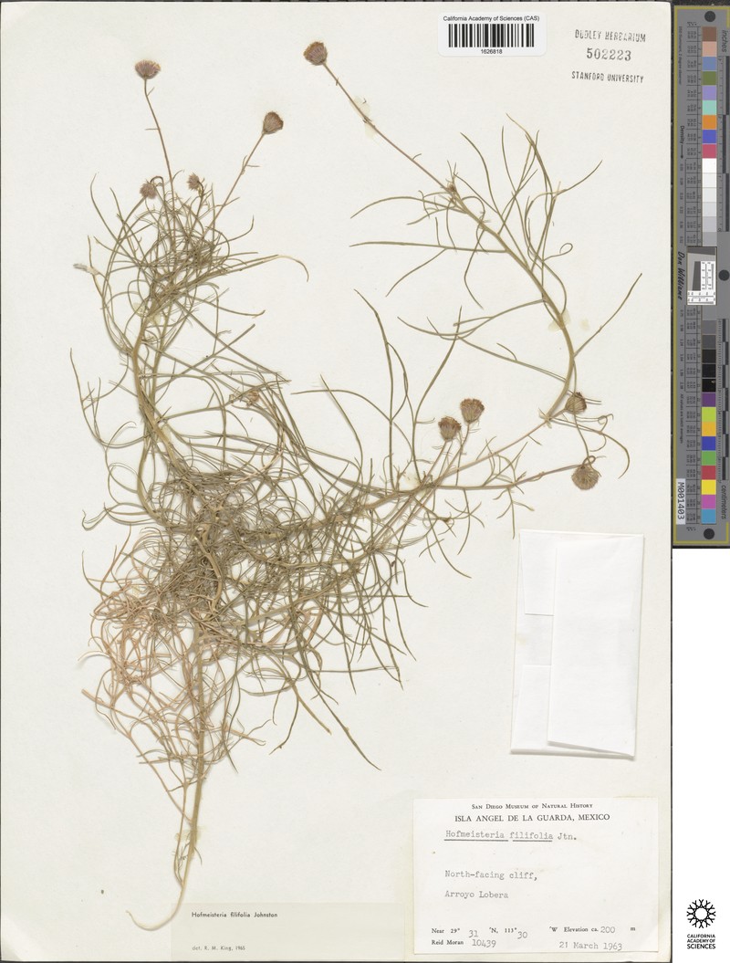 Hofmeisteria filifolia photo 5