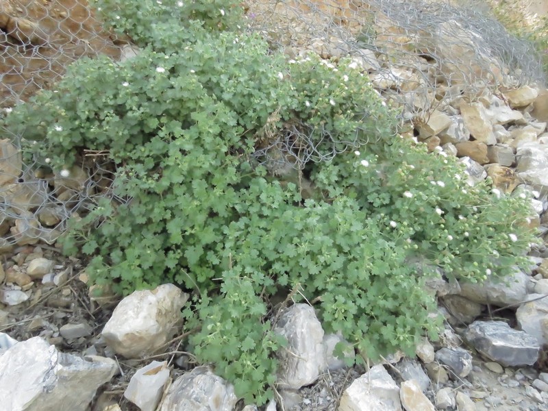 Hofmeisteria malvifolia photo 2