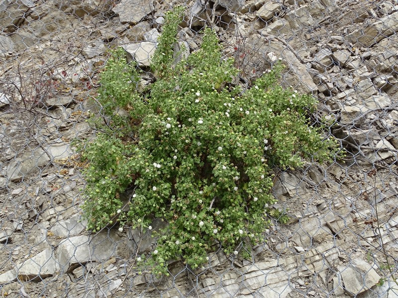 Hofmeisteria malvifolia photo 3