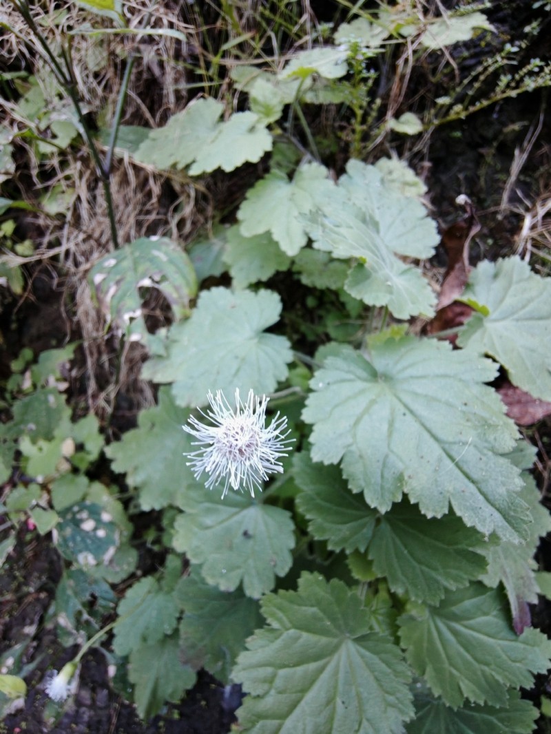 Hofmeisteria mexiae
