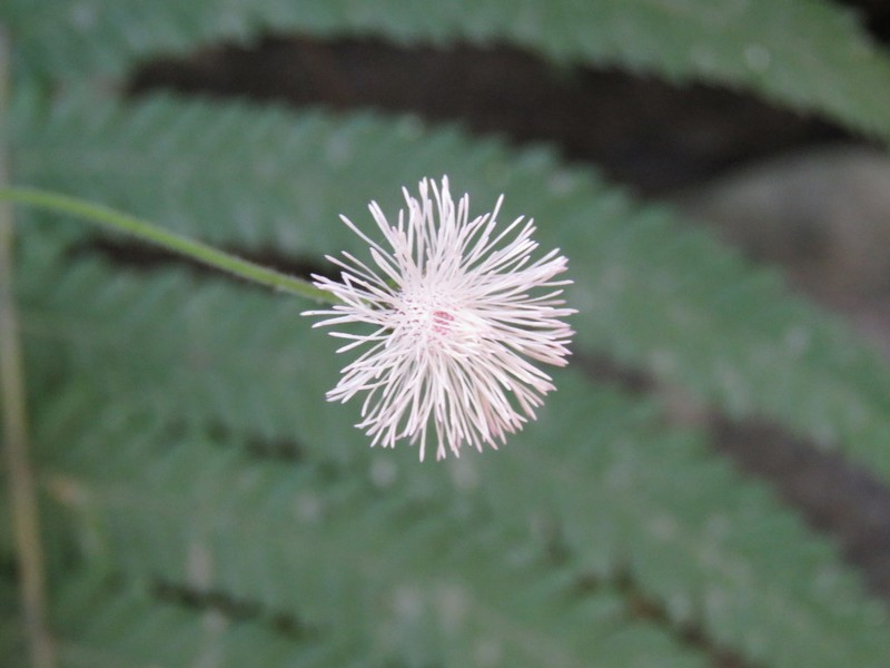 Hofmeisteria schaffneri