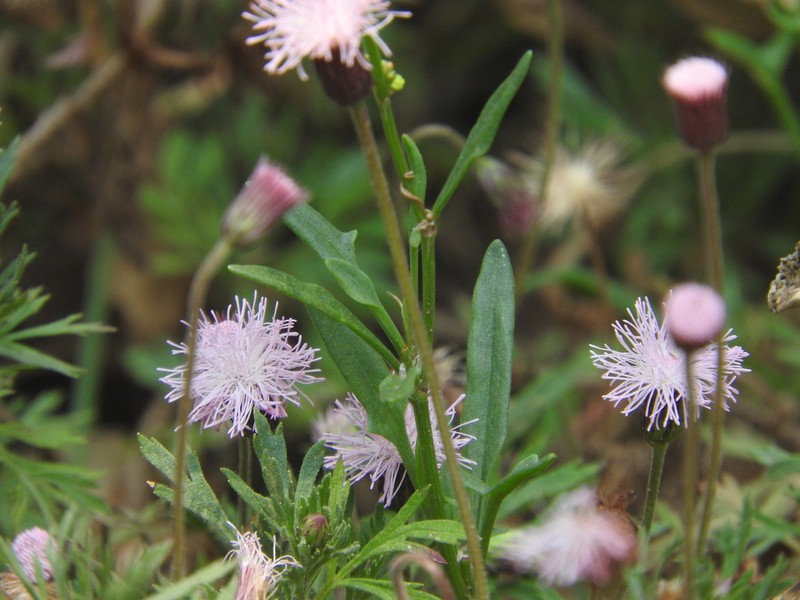 Hofmeisteria schaffneri photo 4
