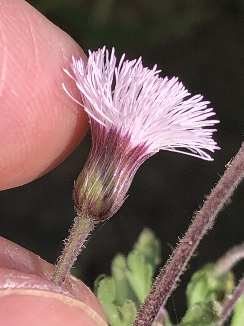 Hofmeisteria schaffneri photo 5