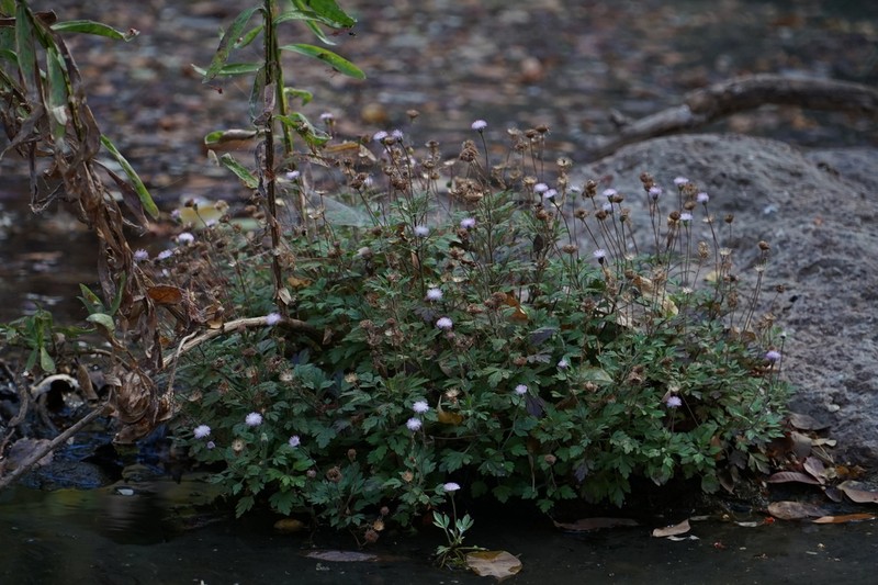 Hofmeisteria sinaloensis