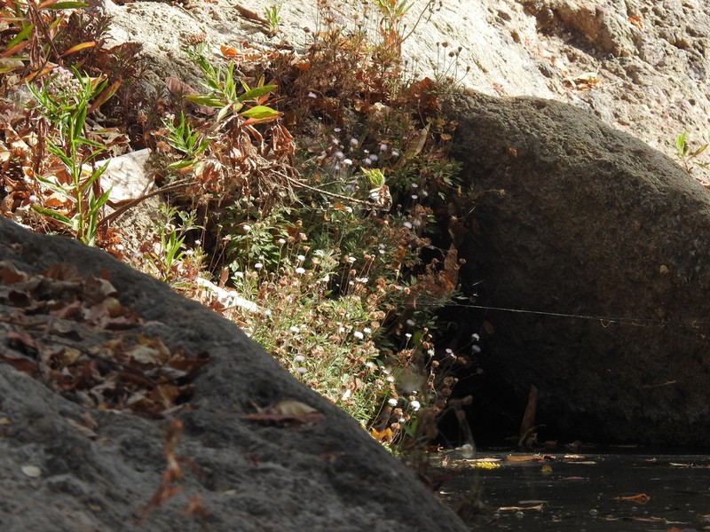 Hofmeisteria sinaloensis photo 2