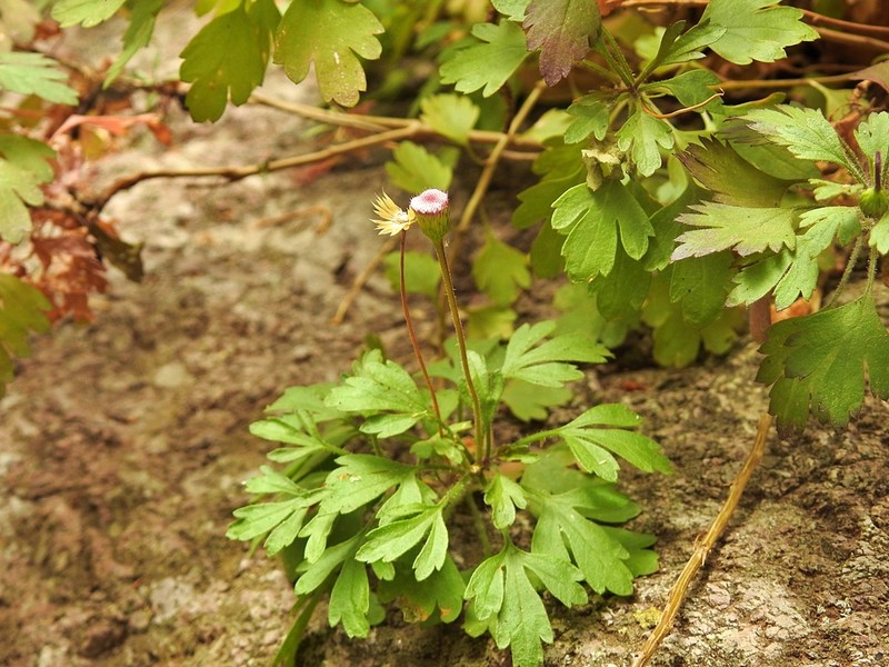 Hofmeisteria sinaloensis photo 3