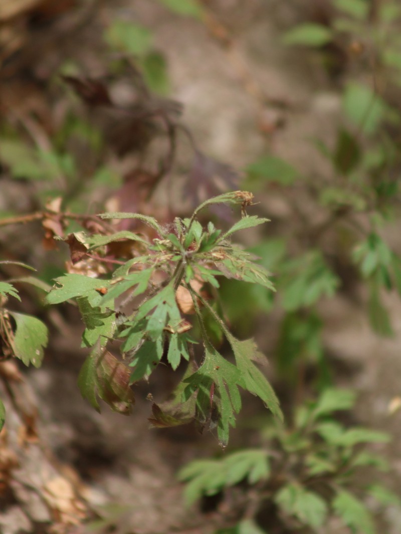 Hofmeisteria sinaloensis photo 4