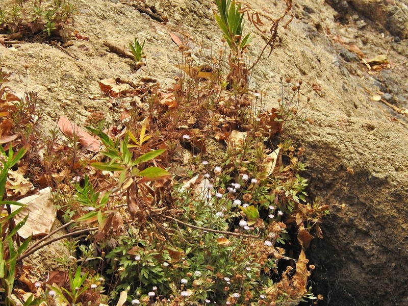Hofmeisteria sinaloensis photo 5