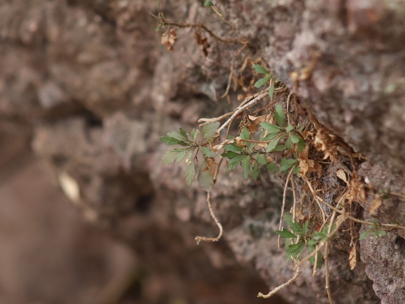 Hofmeisteria sinaloensis photo 8