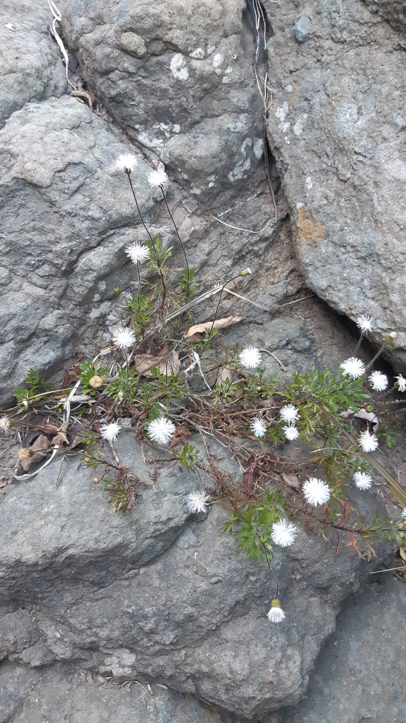 Hofmeisteria standleyi photo 2