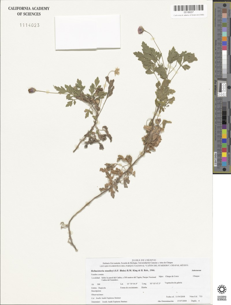 Hofmeisteria standleyi photo 3