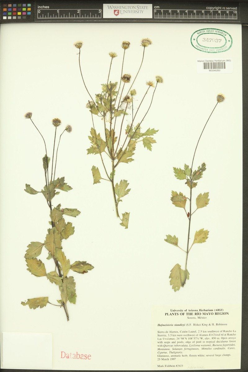Hofmeisteria standleyi photo 4
