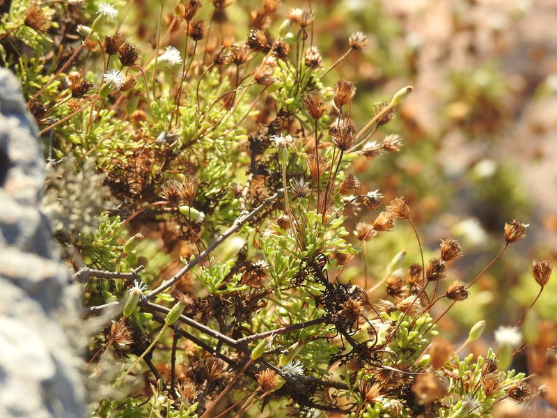 Hofmeisteria urenifolia
