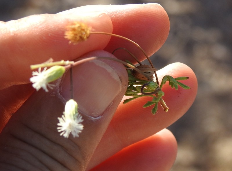 Hofmeisteria urenifolia photo 2