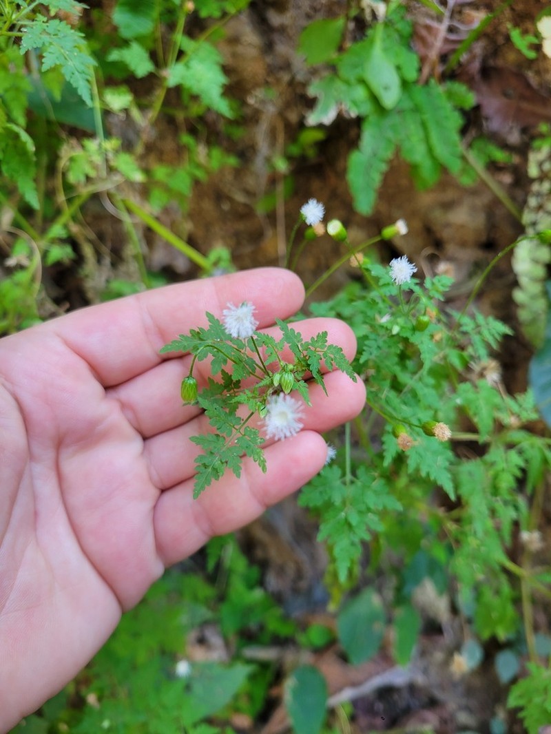 Hofmeisteria urenifolia photo 3