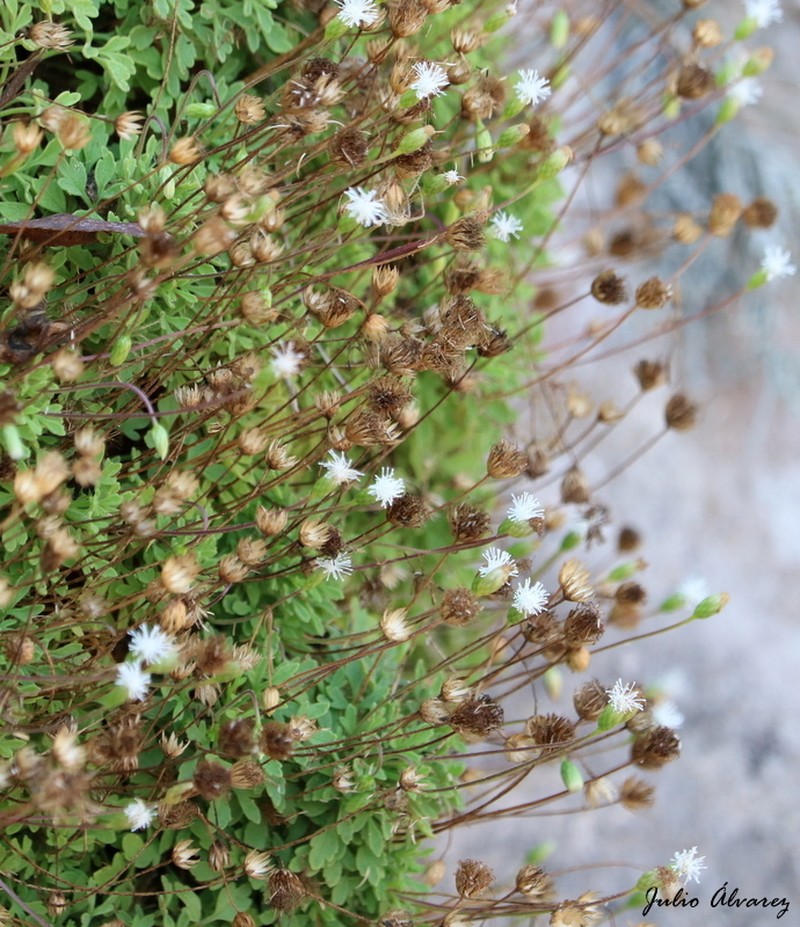 Hofmeisteria urenifolia photo 4