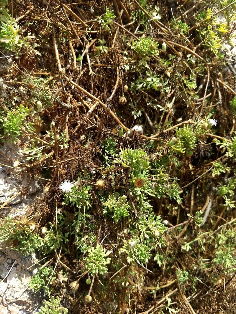 Hofmeisteria urenifolia photo 6