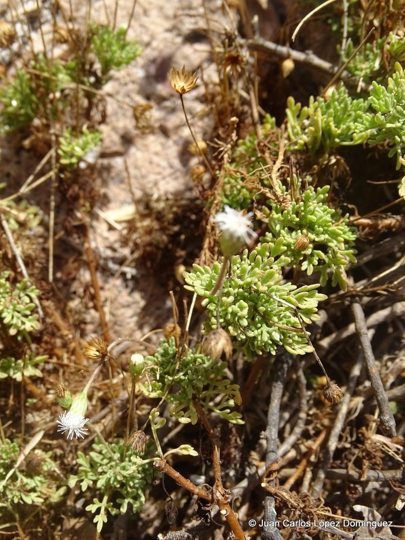 Hofmeisteria urenifolia photo 7