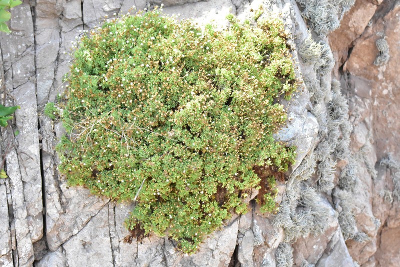 Hofmeisteria urenifolia photo 8