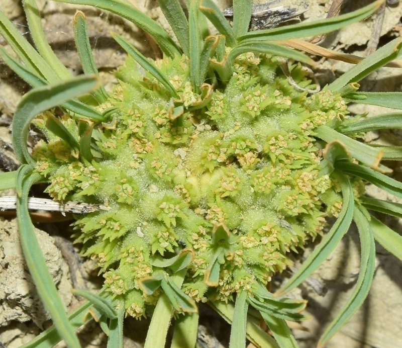 Hohenackeria polyodon