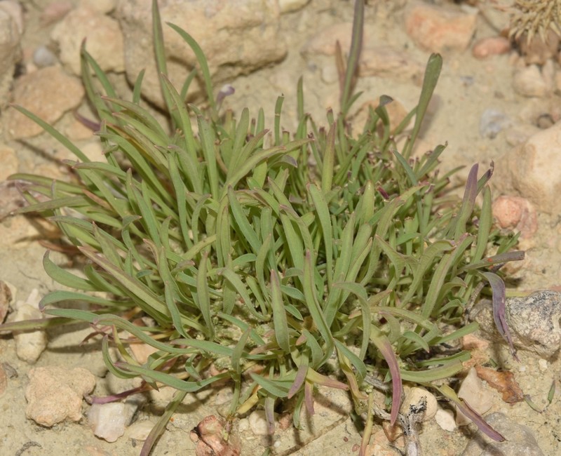 Hohenackeria polyodon photo 4