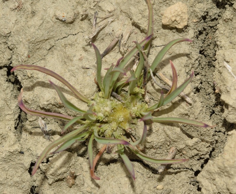 Hohenackeria polyodon photo 7