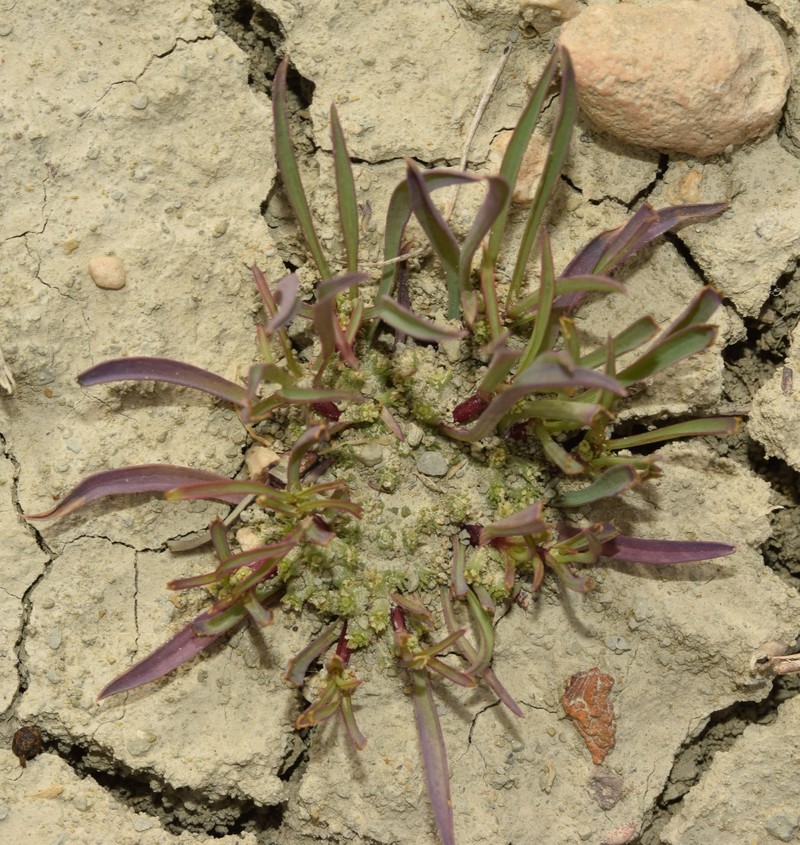 Hohenackeria polyodon photo 8