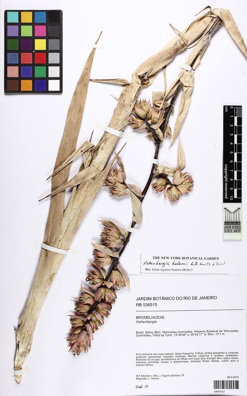 Hohenbergia amargosensis
