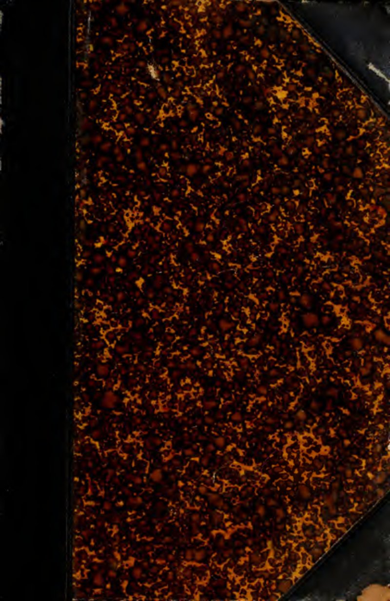 Longtip Lacebark