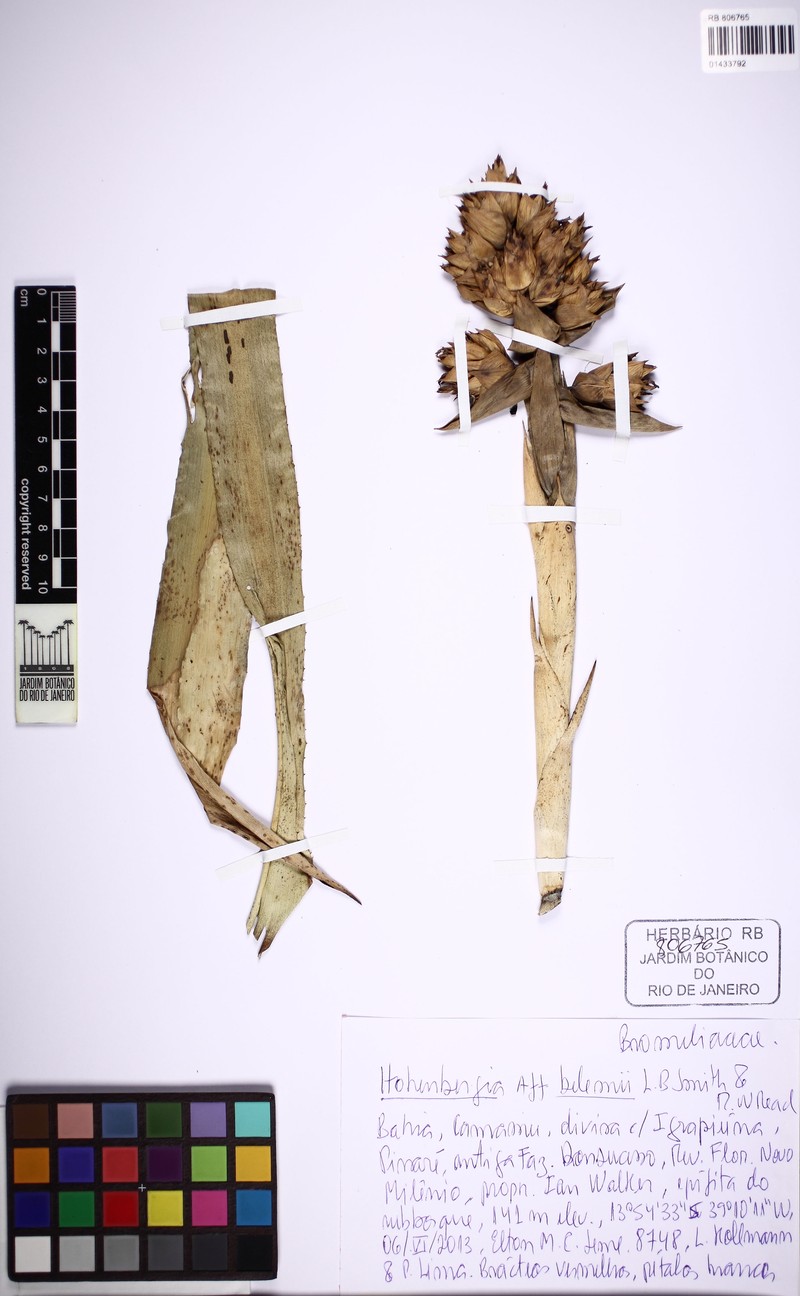 Hohenbergia ituberaensis