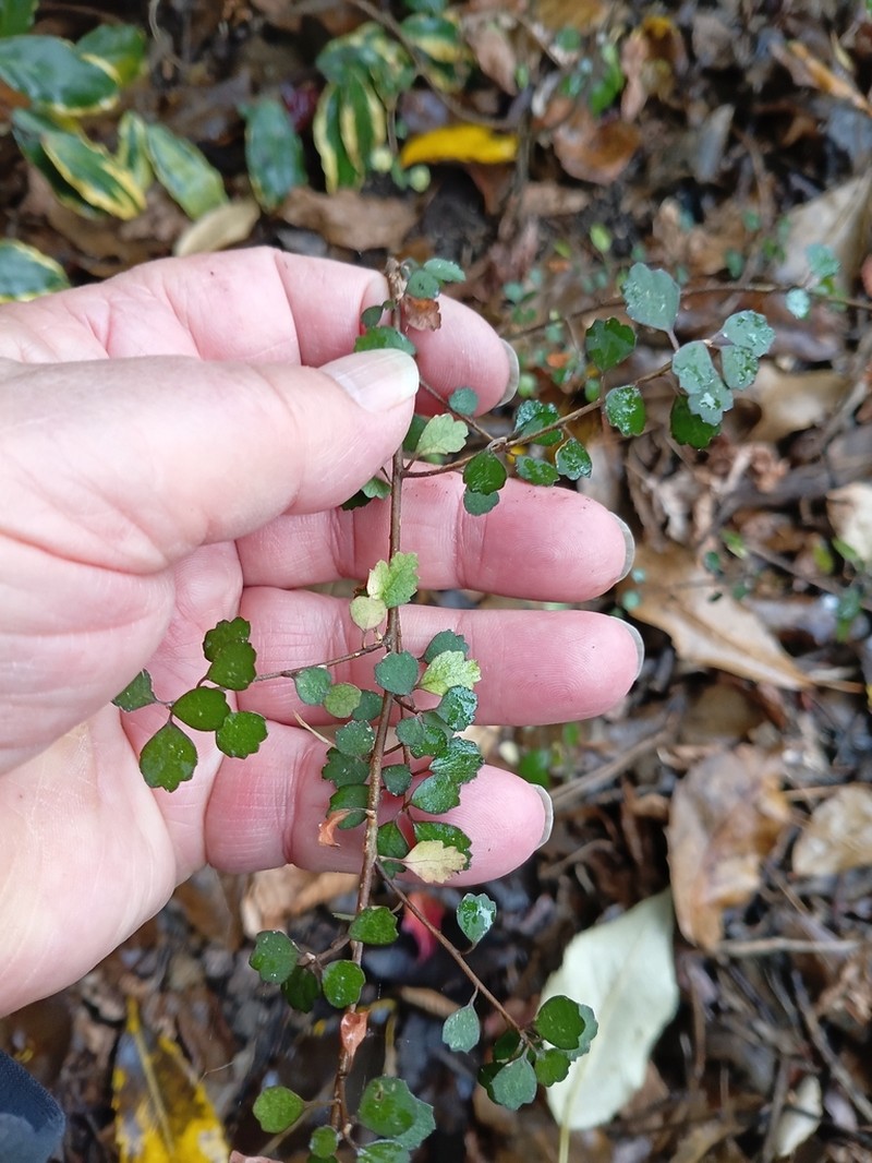 Hoheria angustifolia
