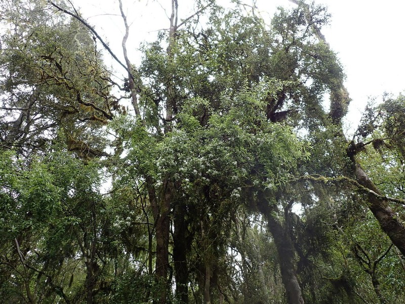 Hoheria angustifolia photo 2