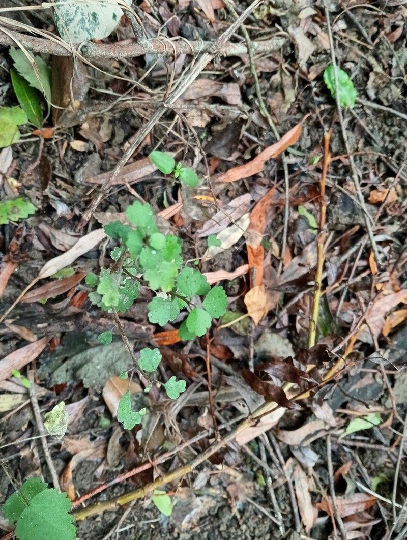 Hoheria angustifolia photo 3