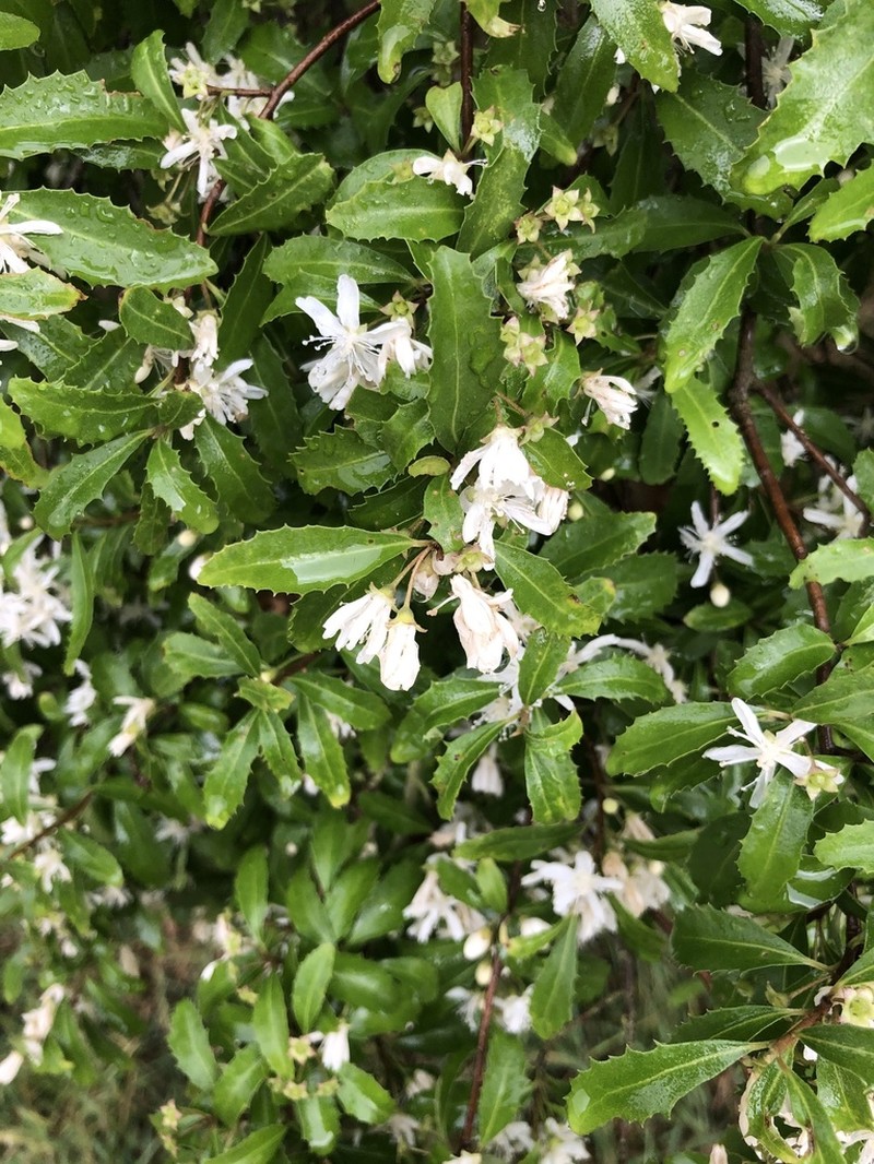 Hoheria angustifolia photo 4