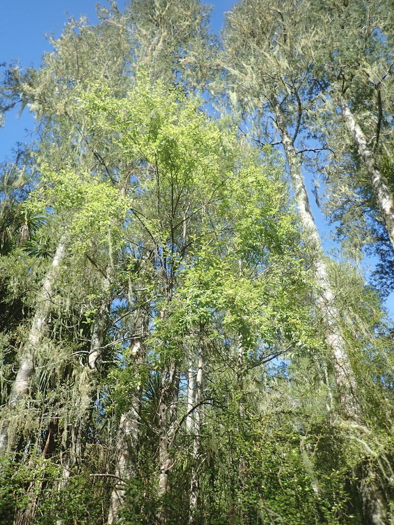 Hoheria angustifolia photo 5