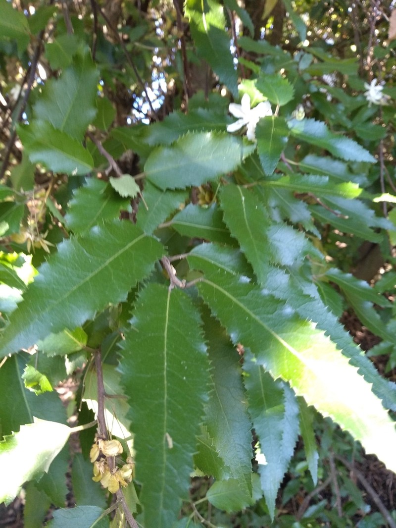 Hoheria angustifolia photo 6