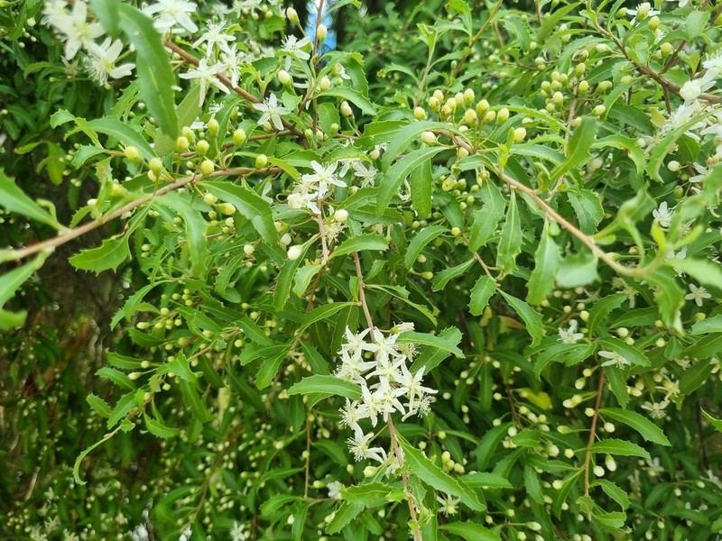 Hoheria angustifolia photo 7