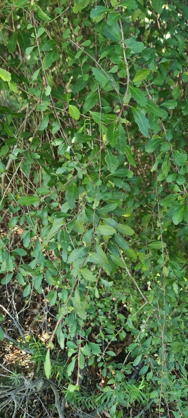 Hoheria angustifolia photo 8
