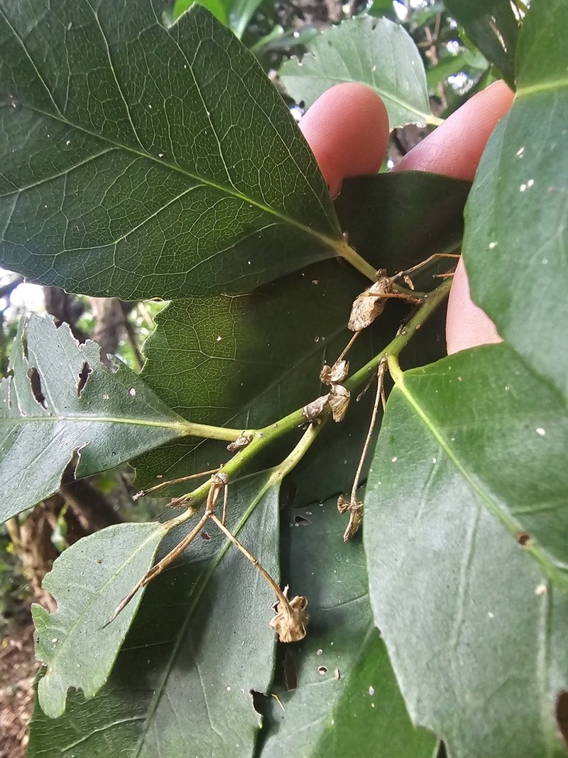 Hoheria equitum