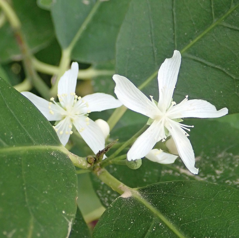 Hoheria equitum photo 2